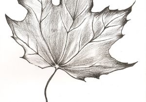 300x210 Realistic Sketches Of Leaves Pencil - Leaf Pencil Sketch