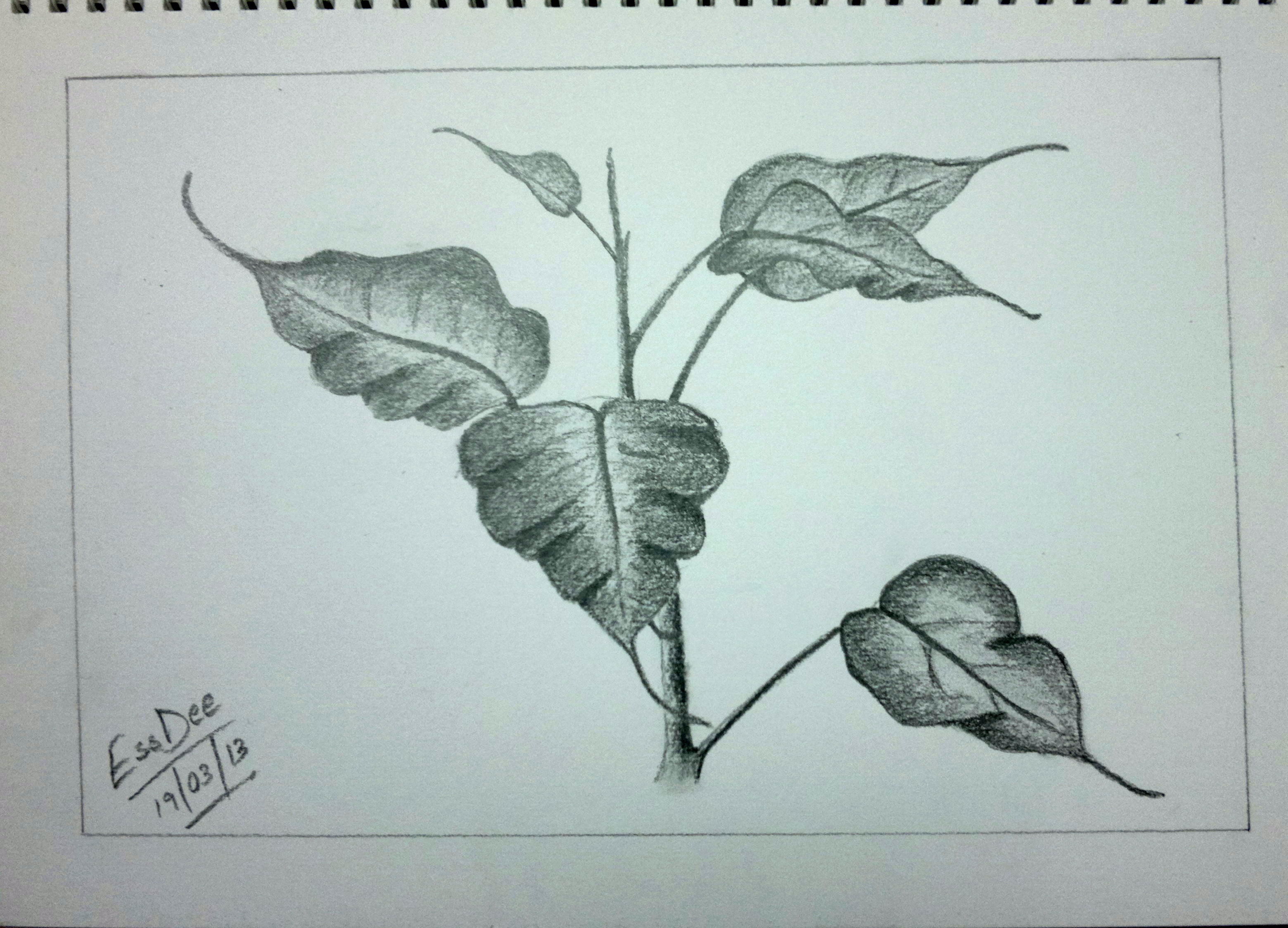 3119x2248 Sketch Leaves Random Indites ! - Leaf Pencil Sketch