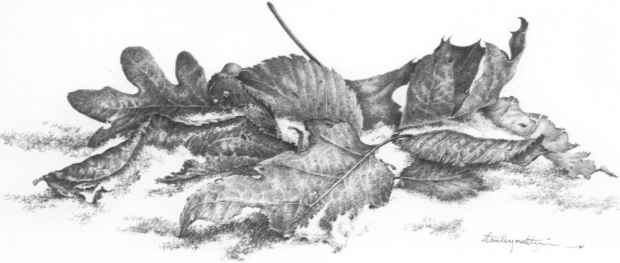 620x263 Drawing Winter Leaves - Leaf Pencil Sketch