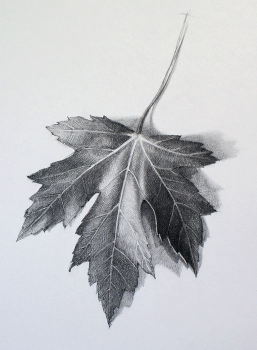 514x700 How To Draw A Leaf - Leaf Sketch