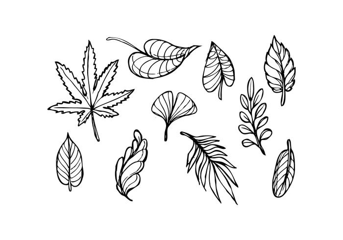 700x490 Leaf Sketch Icon Vector - Leaf Sketch