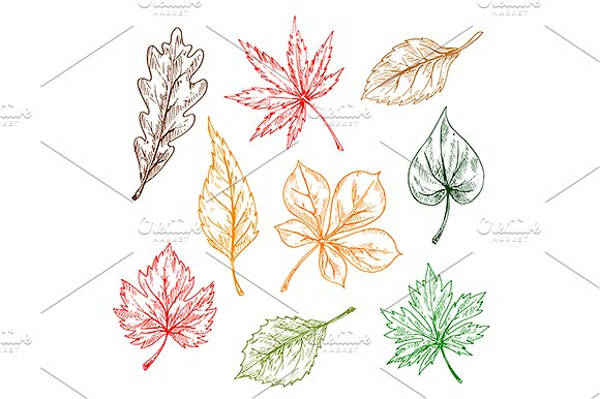 600x399 Leaf Sketches Free Amp Premium Templates Free Amp Premium Templates - Leaf Sketch