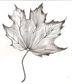 235x273 Leaves Of Drawing Concert Winstel Leaf Had She Product - Leaf Sketch