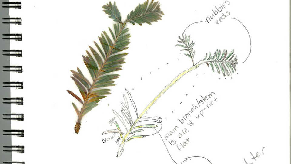 960x540 Lesson Plan Introduction To Scientific Sketching - Leaf Sketch