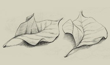 381x228 Pencil Sketch Of Leaves Draw Drawings, Pencil - Leaf Sketch