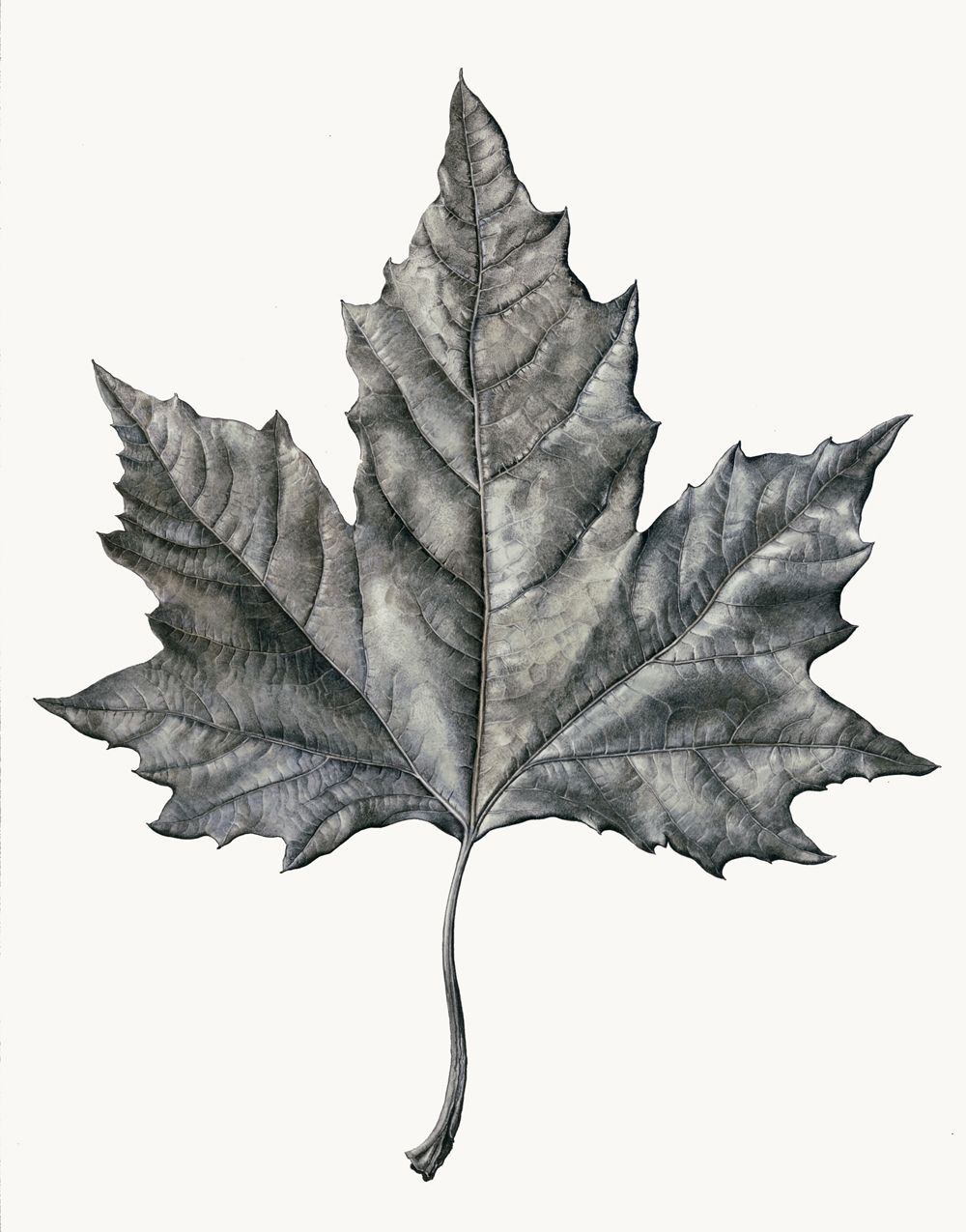 1000x1275 Pin By Zheng Yang On Interesting Drawings, Graphite - Leaf Sketch