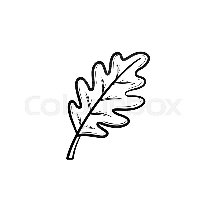 800x800 Vector Hand Drawn Oak Leaf Outline Doodle Icon. Oak Leaf Sketch - Leaf Sketch