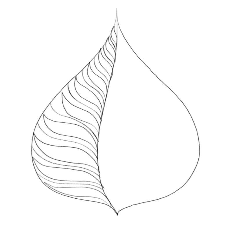 800x800 Drawing Leaves Easily Using Simple Shapes - Leaf Sketch