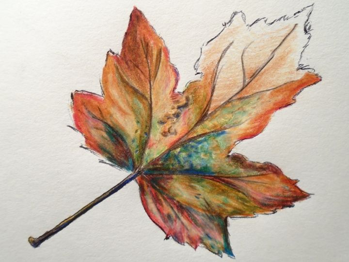 720x540 Fall Leaf Sketch - Leaf Sketch