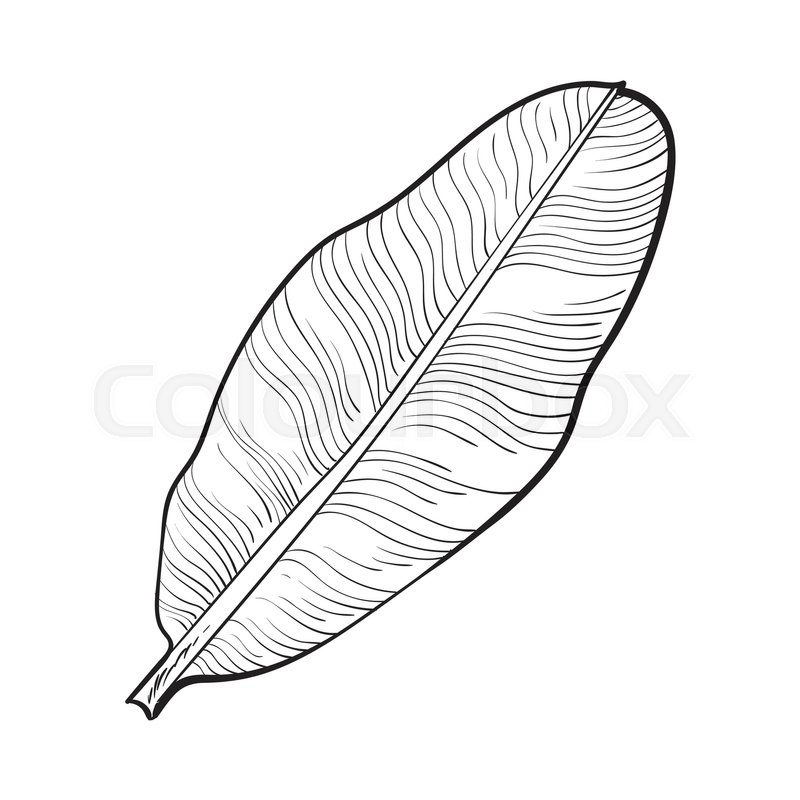 800x800 Full Fresh Leaf Of Banana Palm Tree, Sketch Style Vector - Leaf Sketch