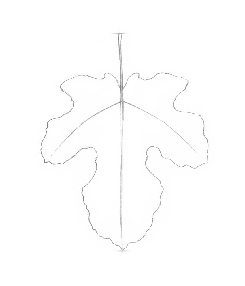 850x990 How To Draw A Leaf Step By Step - Leaf Sketch Pictures