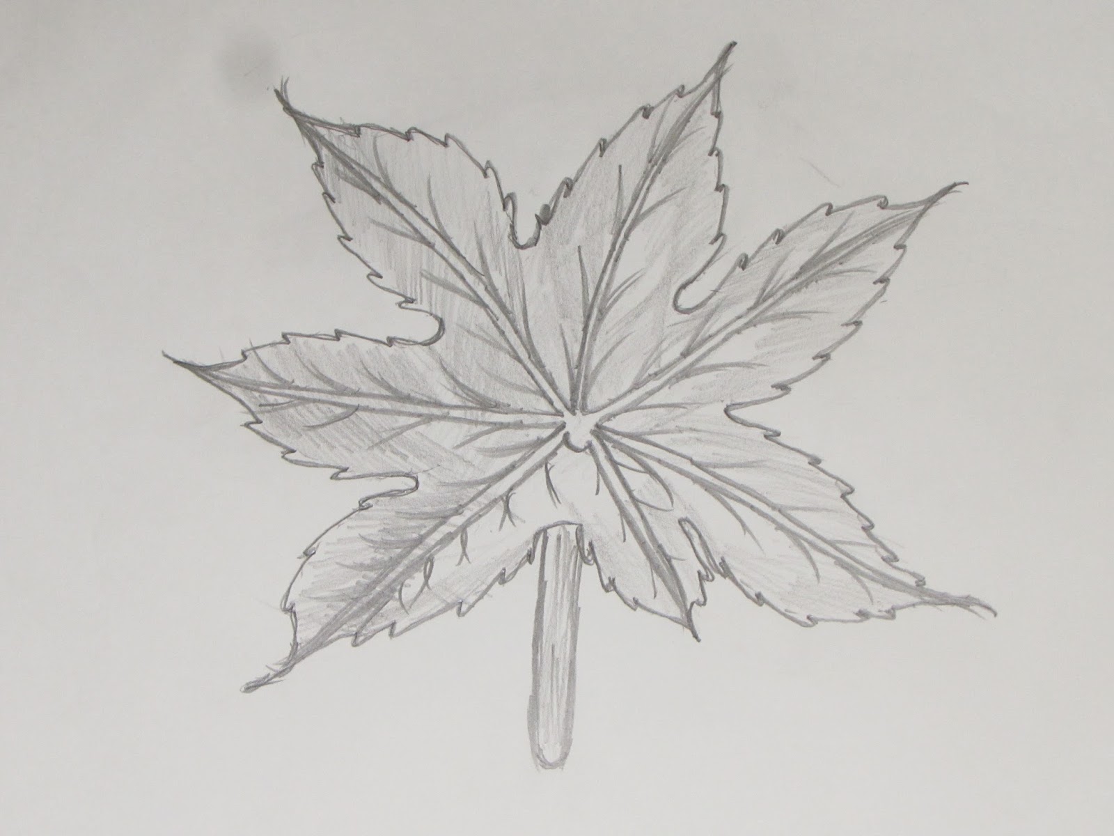 1600x1200 How To Draw Or Sketch Maple Tree Leaf - Leaf Sketch Pictures