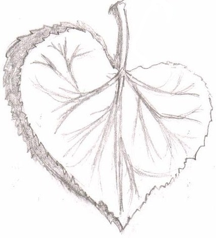 428x472 Leaf Sketch By Bellia 25 - Leaf Sketch Pictures