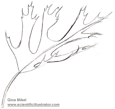 400x377 Leaf Sketch - Leaf Sketch Pictures