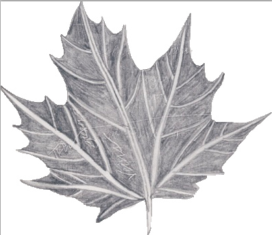 397x343 Leaf Sketch Kaitlynm - Leaf Sketch Pictures