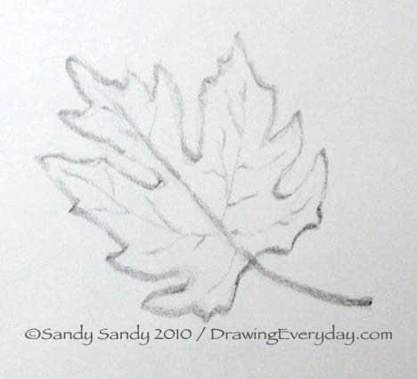 468x425 Drawing Everyday Maple Leaf Sketch - Leaf Sketch Pictures