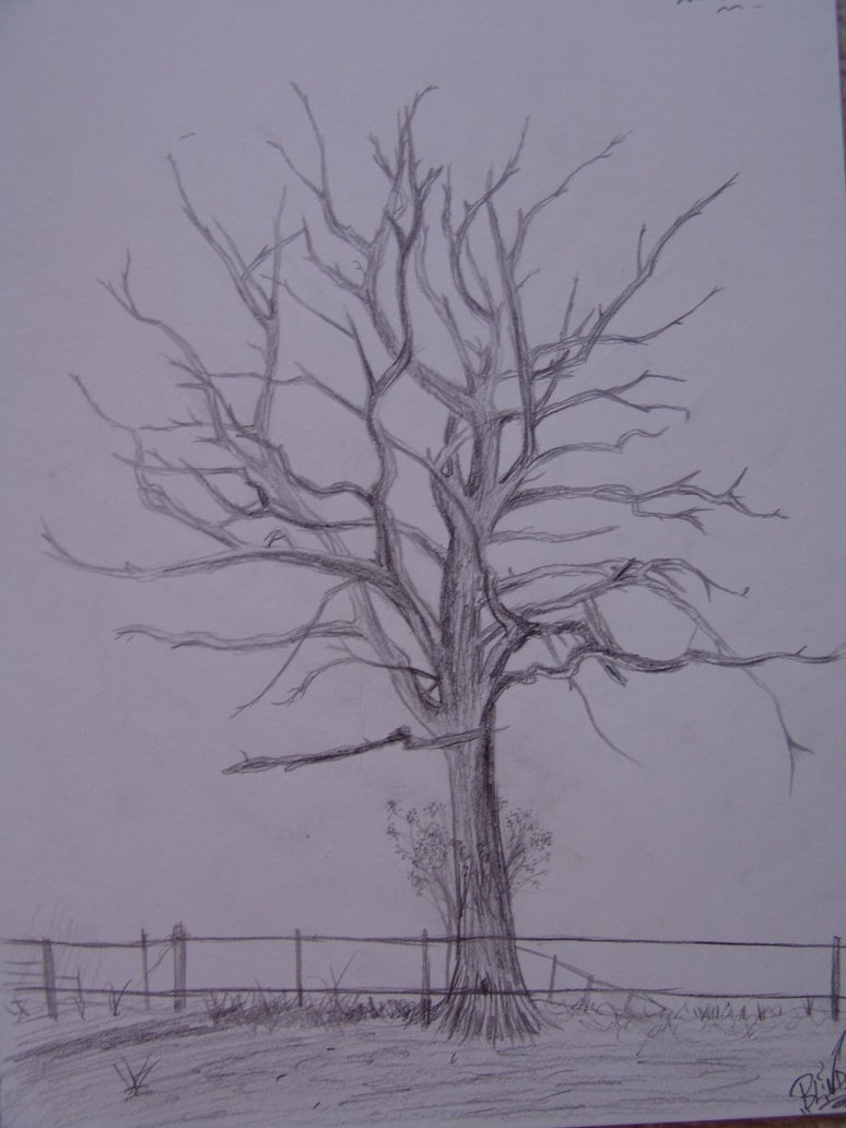 774x1032 Drawn Dead Tree Draw - Leafless Tree Sketch