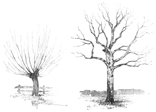500x360 Simple Bare Tree Sketches - Leafless Tree Sketch