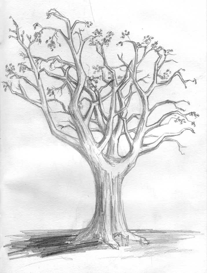 715x942 Drawings Of Trees Images The B Roll Archives Drawing 003 - Leafless Tree Sketch