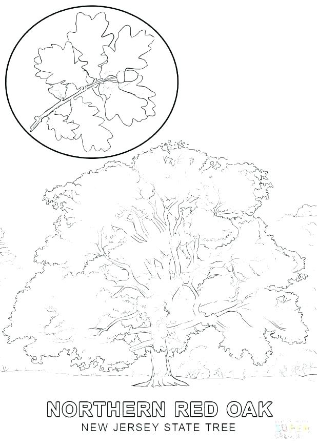 618x872 Coloring Pages Online Leafless Tree - Leafless Tree Sketch