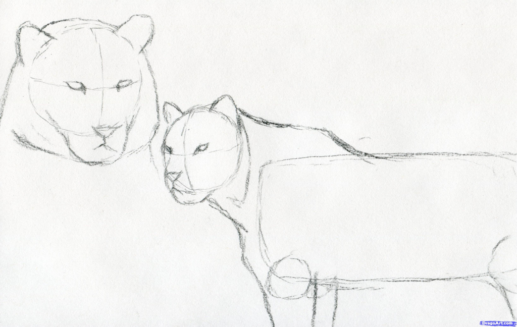 1024x648 Learn Pencil Sketching Step By Step How To Sketch A Tiger Step - Learn Pencil Sketching