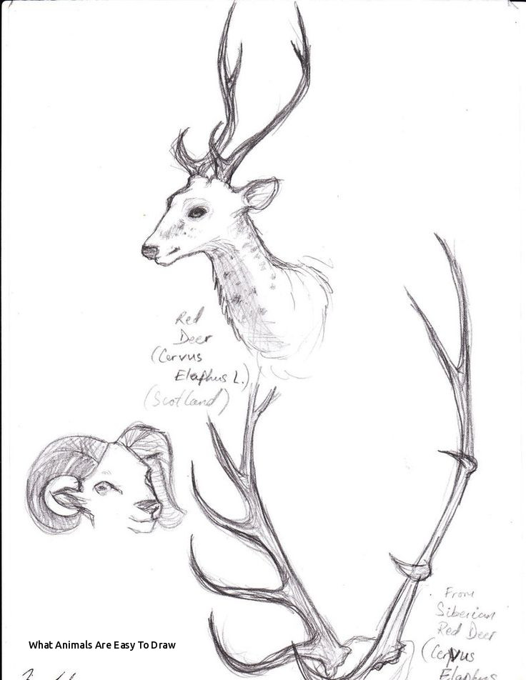 736x952 What Animals Are Easy To Draw The 588 Best Learn To Sketch Images - Learn To Sketch