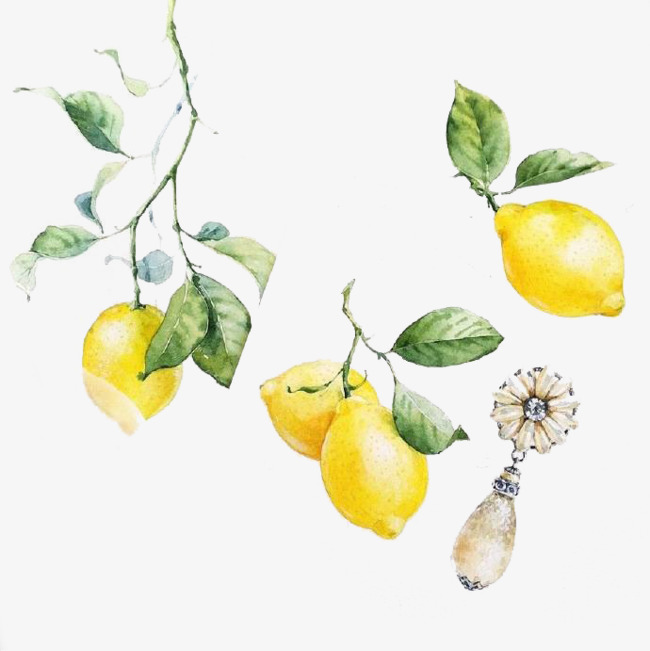 650x651 Lemon Drawing, Pencil, Sketch, Colorful, Realistic Art Images - Lemon Tree Sketch