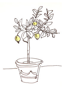 225x300 Lemon Tree Drawings Fine Art America - Lemon Tree Sketch