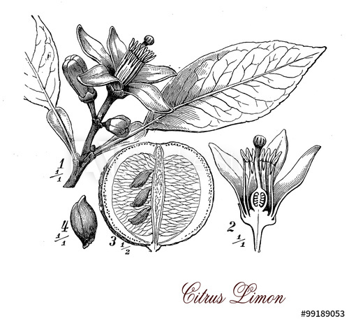 500x459 Lemon Tree, Botanical Vintage Engraving - Lemon Tree Sketch