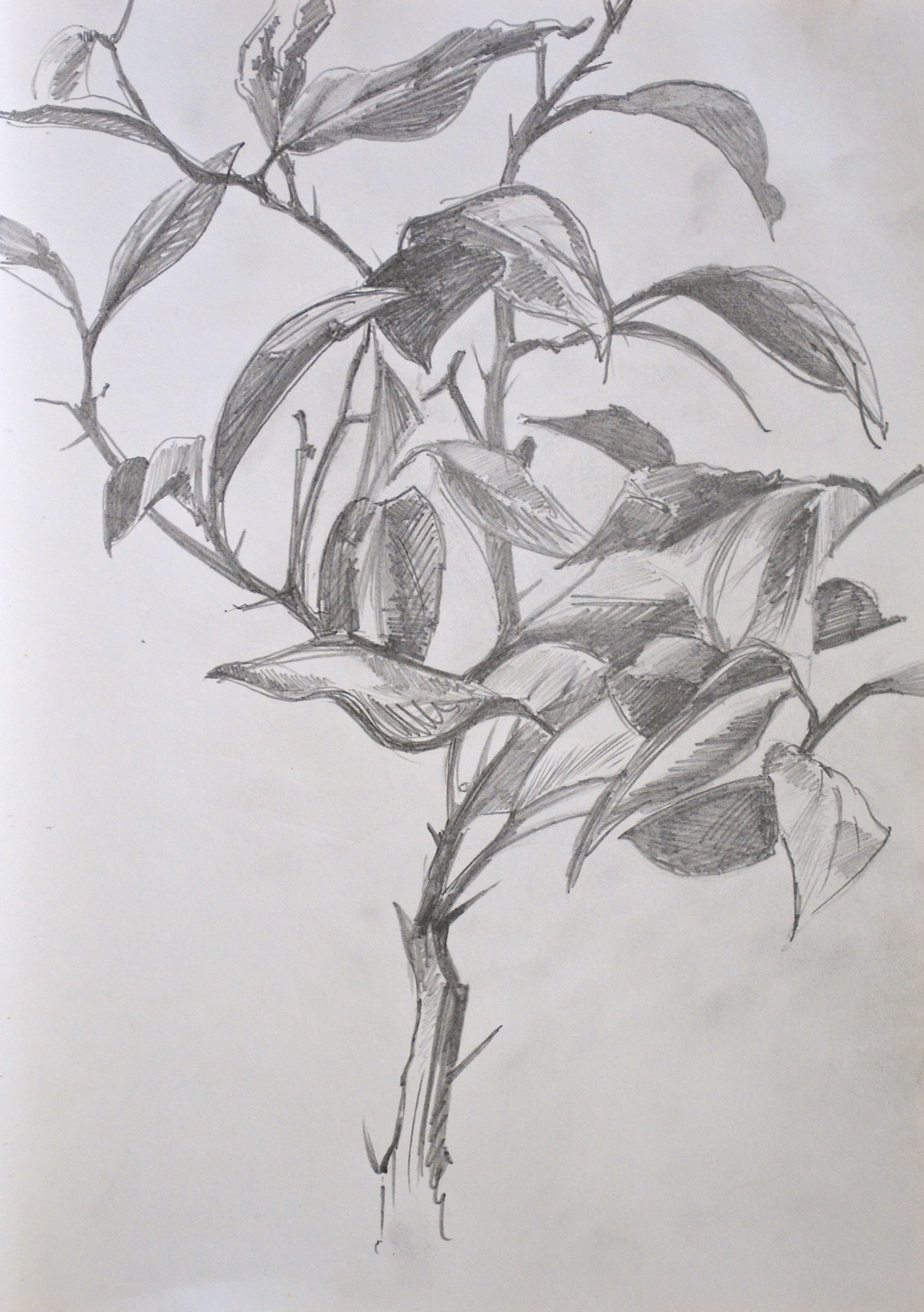 1857x2636 Little Lemon Richard Lee - Lemon Tree Sketch