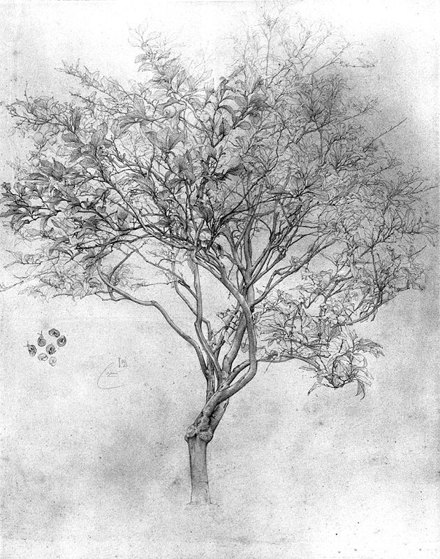 630x800 Lord Frederic Leighton, Drawing Of A Lemon Tree, Silverpoint On - Lemon Tree Sketch
