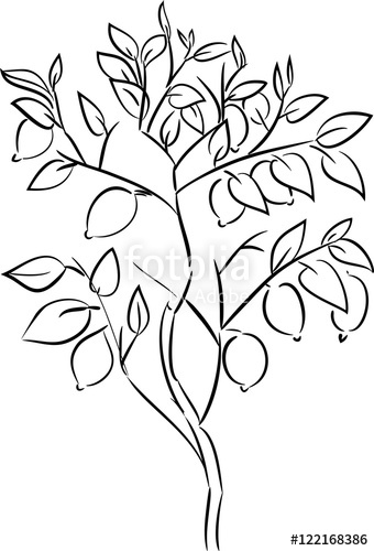 340x500 Sketch Of Lemon Tree Stock Image And Royalty Free Vector Files On - Lemon Tree Sketch