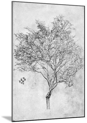 345x488 Study Of A Lemon Tree, 1899 Giclee Print By Frederic Leighton - Lemon Tree Sketch