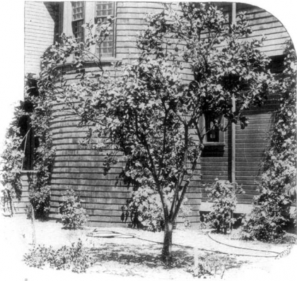 420x398 Lemon Tree - Lemon Tree Sketch