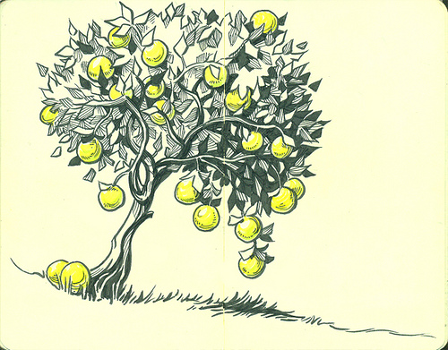 500x391 Lemon Tree Susan Rudat - Lemon Tree Sketch
