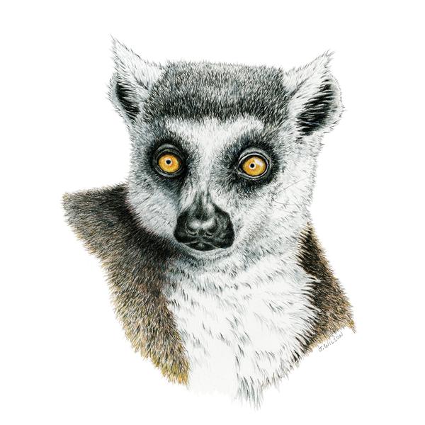 600x600 Lemur - Lemur Sketch