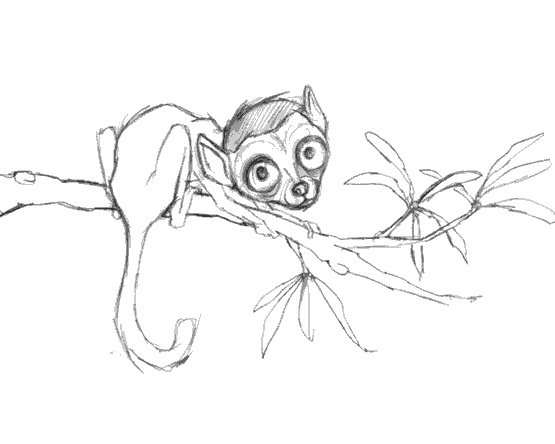 555x444 Lemur - Lemur Sketch