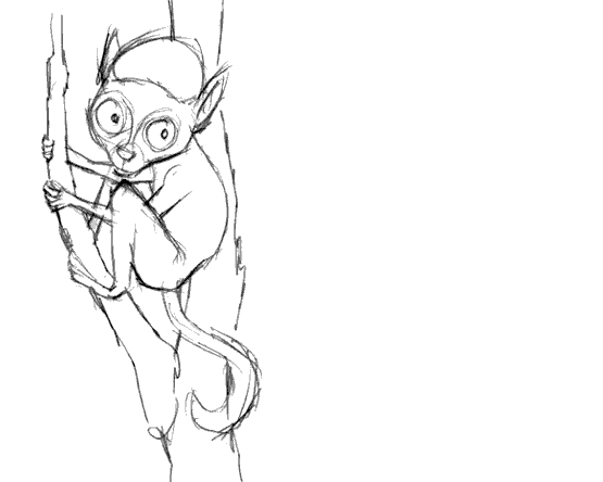 555x444 Lemur - Lemur Sketch