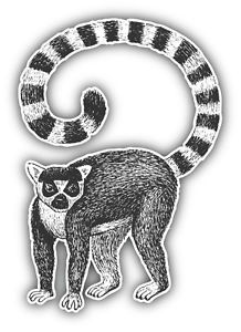 218x300 Lemur Sketch Car Bumper Sticker Decal 4' X 5' Ebay - Lemur Sketch