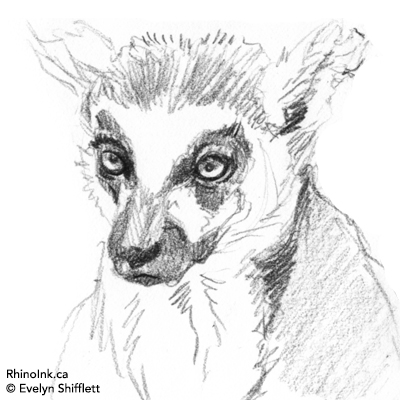 400x400 Lemur Sketch Evelyn Shifflett - Lemur Sketch
