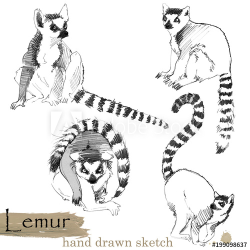 500x500 Lemur Hand Drawn Sketch. Wild Animal Illustration. - Lemur Sketch