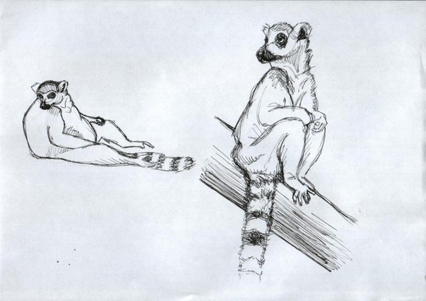 600x424 Lemur Sketches By Meeti - Lemur Sketch