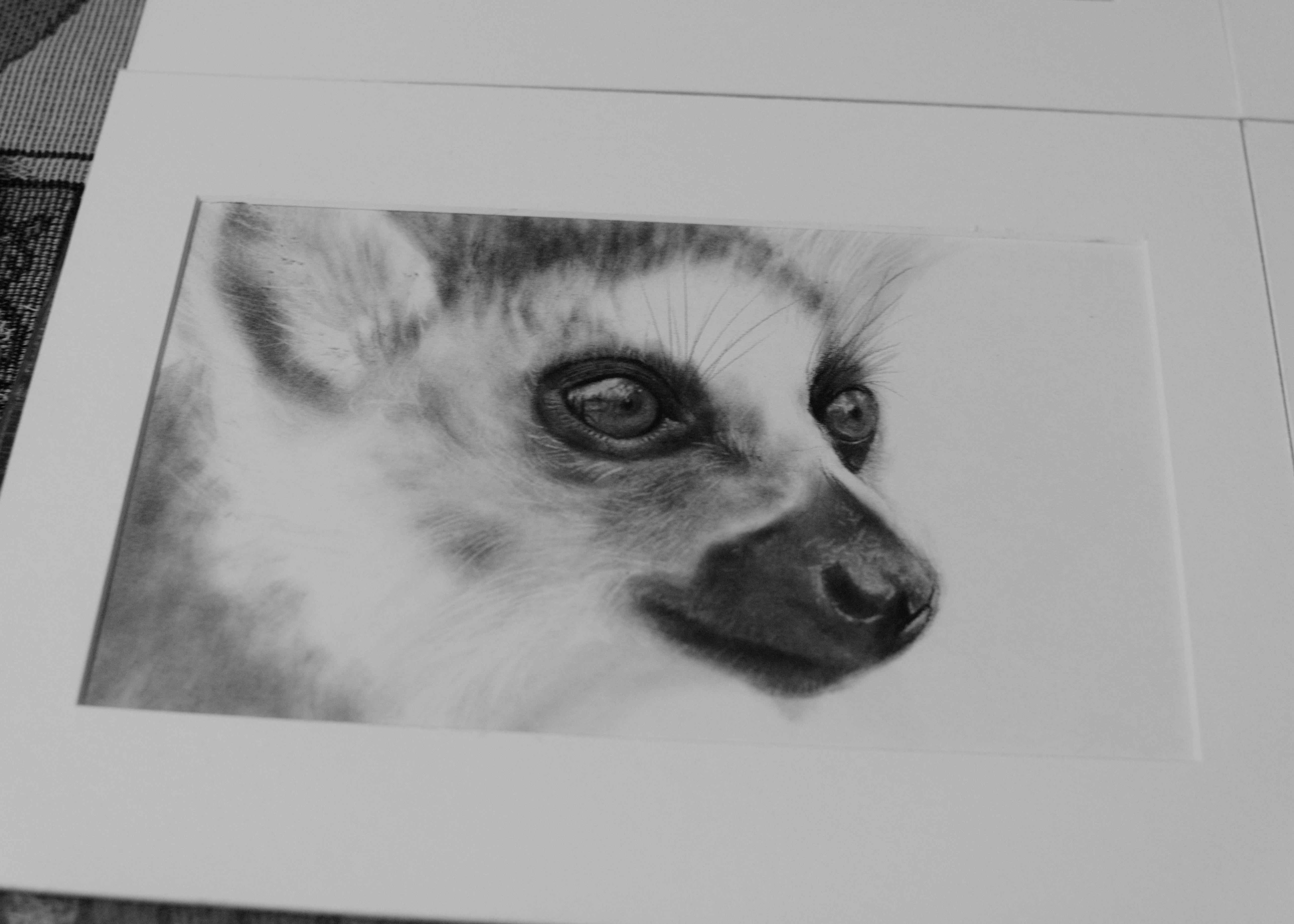 5144x3674 Ring Tailed Lemur Carbon Pencil Sketch - Lemur Sketch