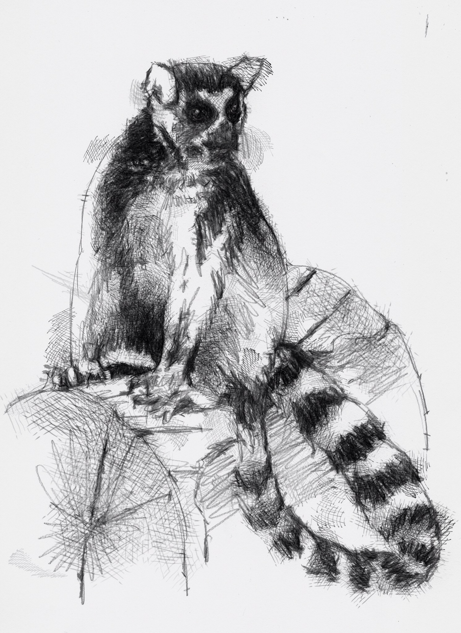 1491x2048 Ring Tailed Lemur - Lemur Sketch