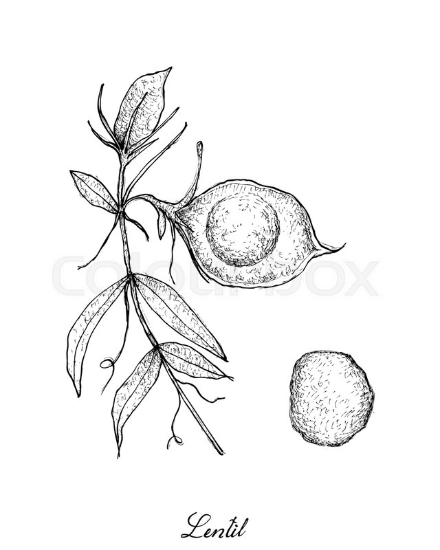 640x800 Vegetable, Illustration Of Hand Drawn Sketch Fresh Lentil Or Lens - Lens Sketch