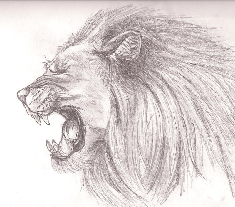 800x705 Leo Drawing, Pencil, Sketch, Colorful, Realistic Art Images - Leo Sketch