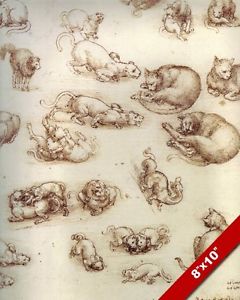 240x300 Leonardo Da Vinci Sketch Painting Study Of Cats Felines Real - Leonardo Da Vinci Sketches