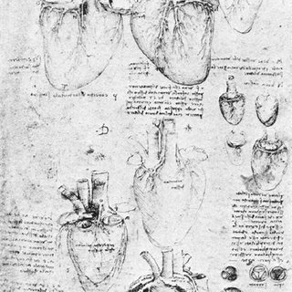 320x320 The Drawings Of Heart By Leonardo Da Vinci. Sketches Showing The - Leonardo Da Vinci Sketches