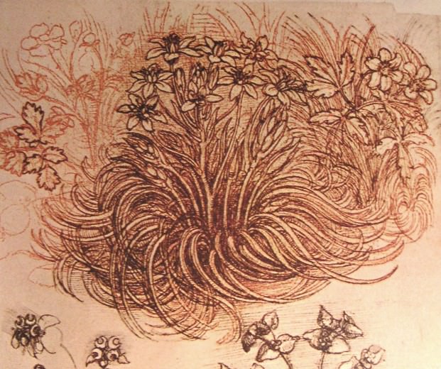 621x520 Drawing Of A Botanical Study - Leonardo Da Vinci Sketches