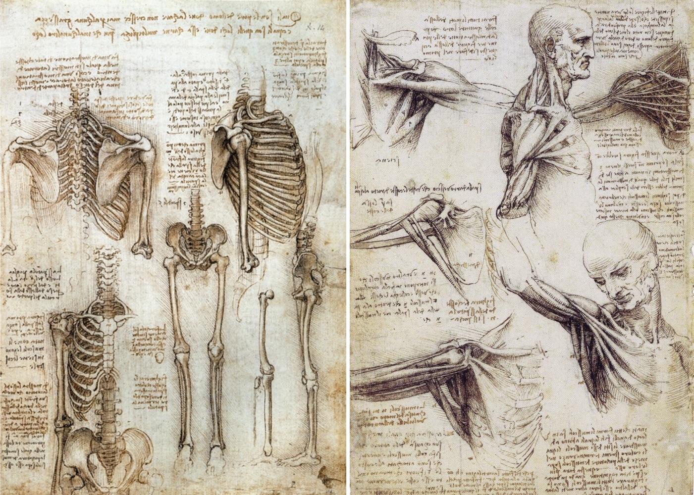 1401x1000 This Hand Made Anatomy Drawings From Leonardo Da Vinci - Leonardo Sketches